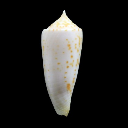 guidoppopei 37,0mm BIG