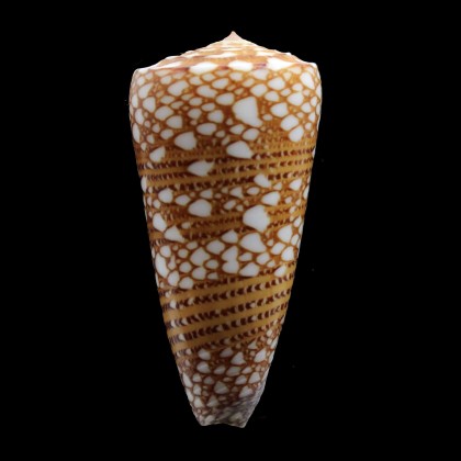 nobilis skinneri 54,3mm