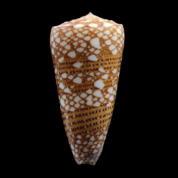 nobilis skinneri 54,3mm