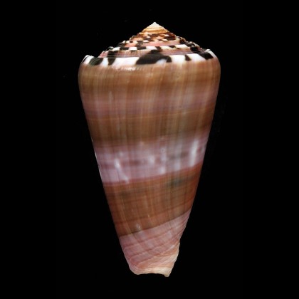 gauguini 66,3mm DARK