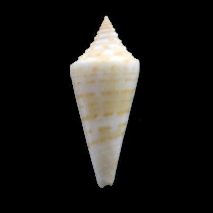 scalarissimus SP 38,0mm RARITY