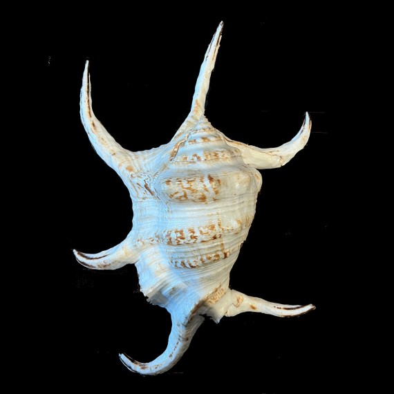 chiragra 225,0mm BIG
