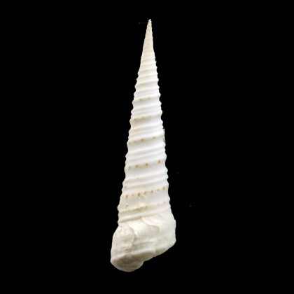 monilifera 66,0mm GIANT