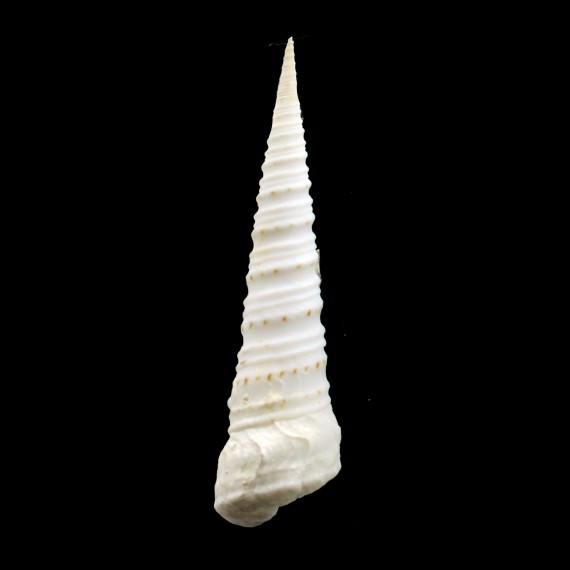 monilifera 66,0mm GIANT