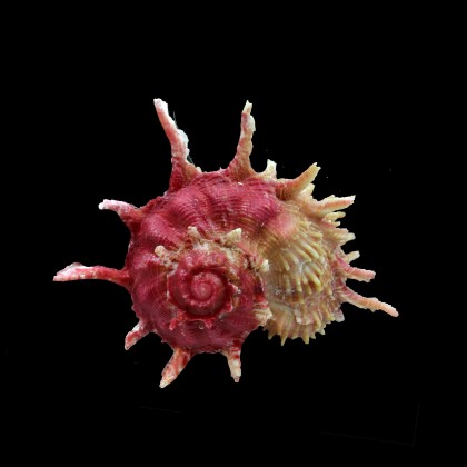 sphaerula 79,4mm