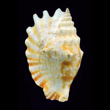 sinuatus 102,0mm INTERESTING