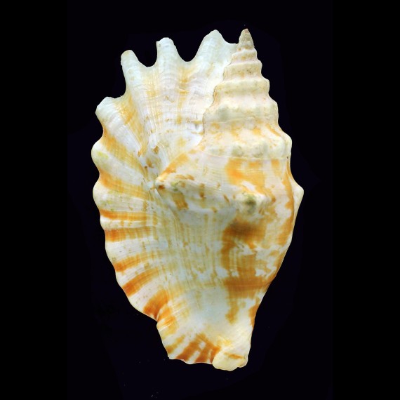 sinuatus 102,0mm INTERESTING