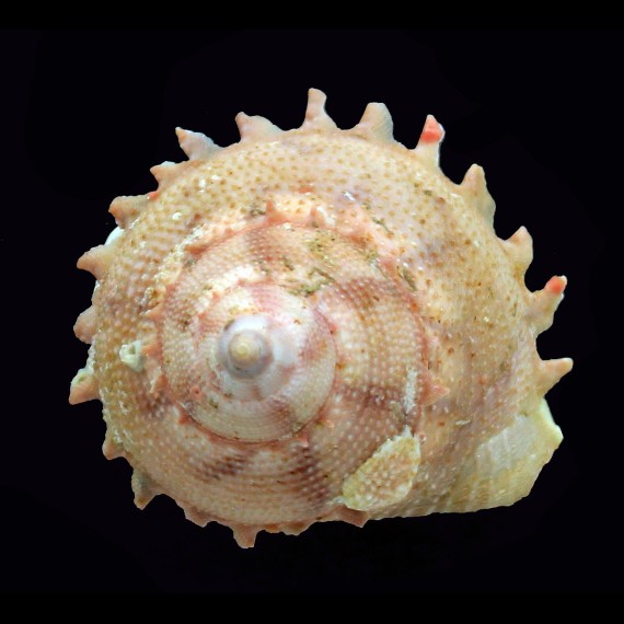 millegranosa 52,1mm EX WRS