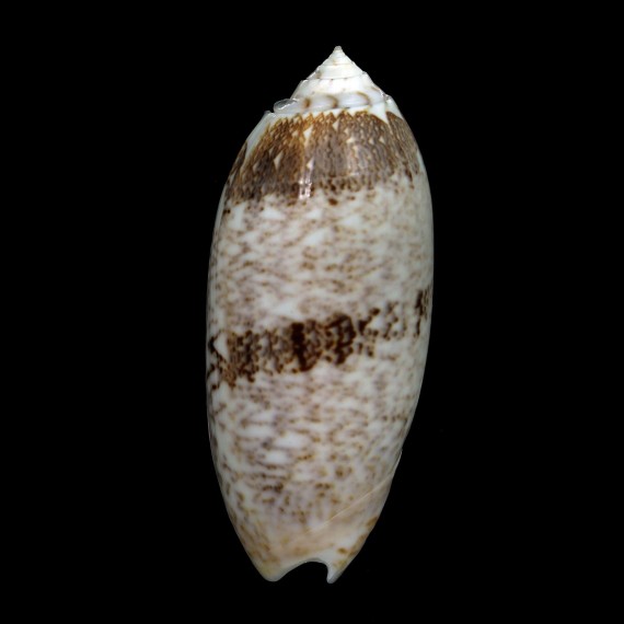 sericea 96,2mm BIG