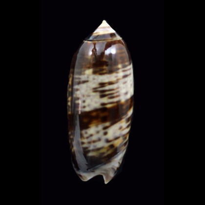 irisans ornata 45,6mm