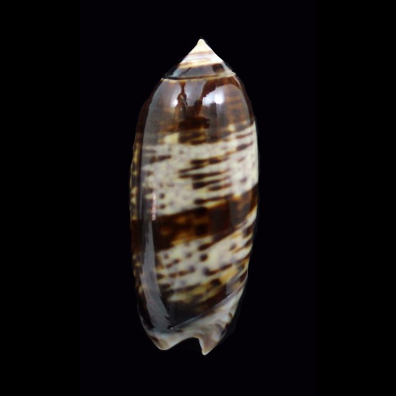 irisans ornata 45,6mm