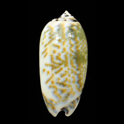 tricolor palawanensis 56,6mm