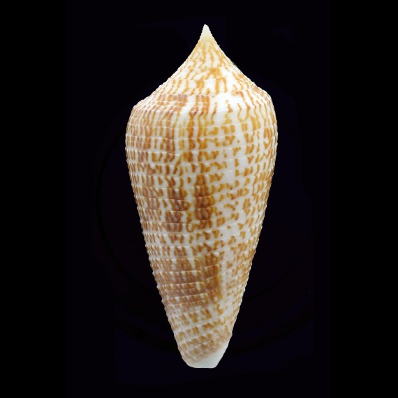 armadillo 67,0mm