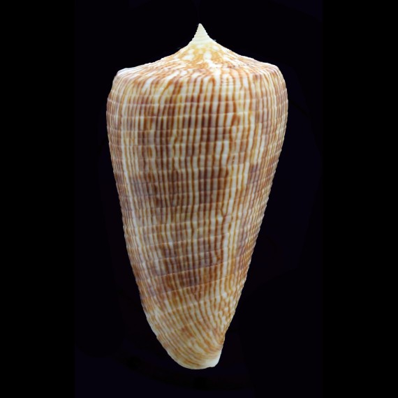 kuroharai 57,0mm