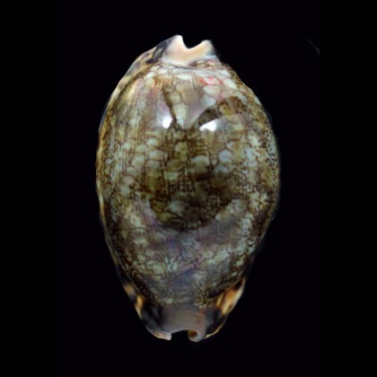 grayana 56,6mm DARK