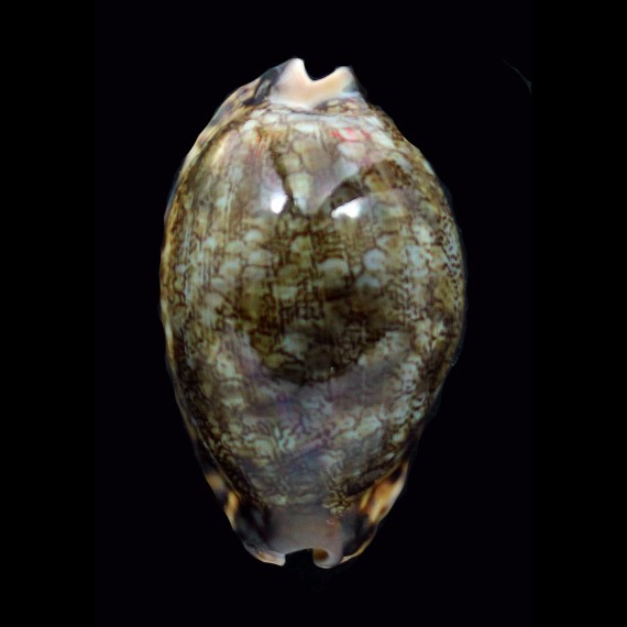 grayana 56,6mm DARK