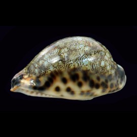 grayana 56,6mm DARK
