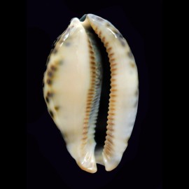 grayana 56,6mm DARK