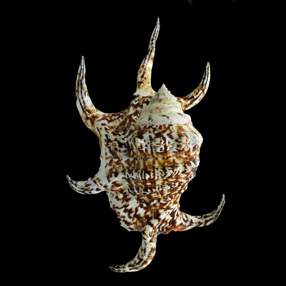 rugosa 180,0mm BELLONA reef