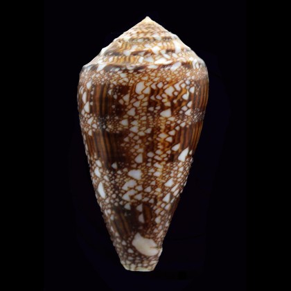 dalli 61,1mm