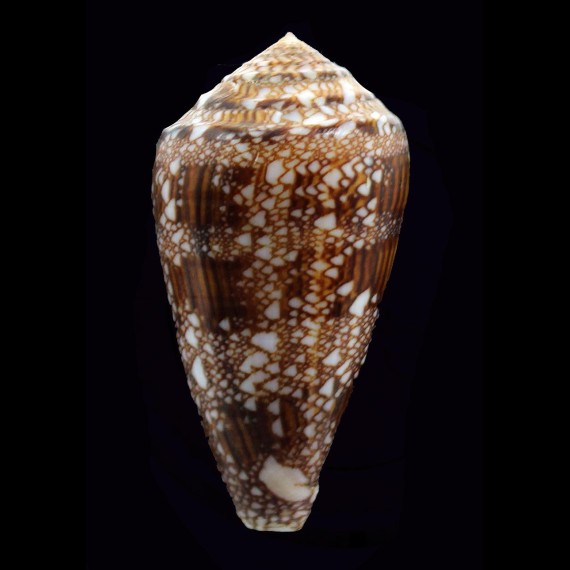 dalli 61,1mm