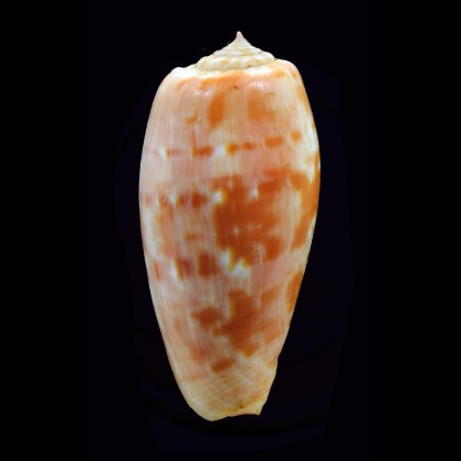 bullatus pongo 56,7mm