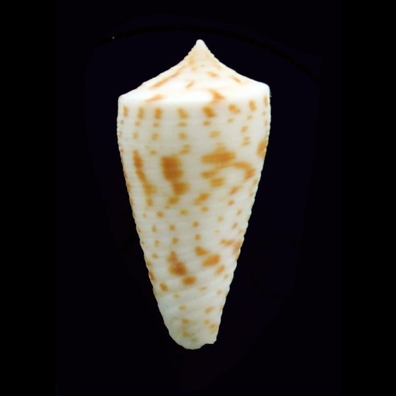 lizardensis 31,2mm