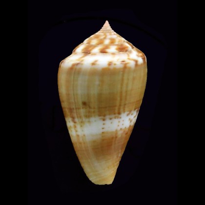 cumingi 32,2mm