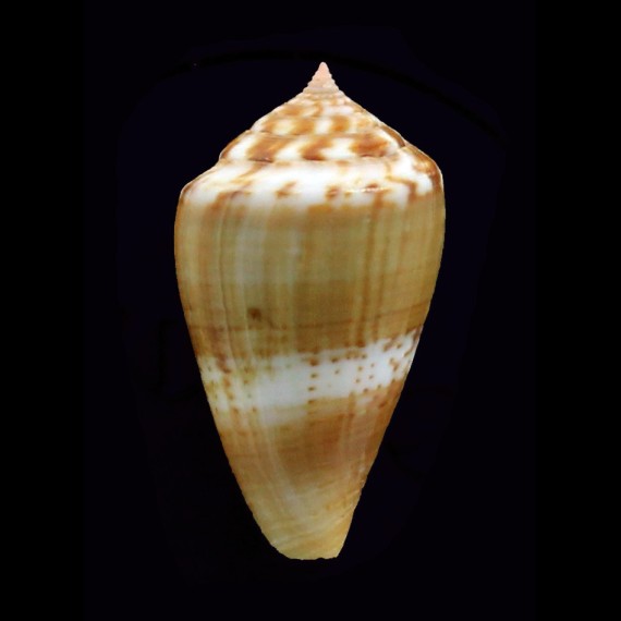 cumingi 32,2mm