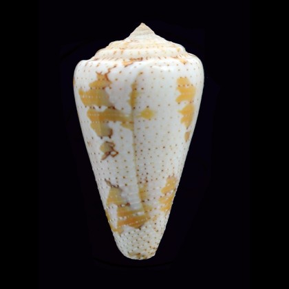 dominicanus 42,2mm