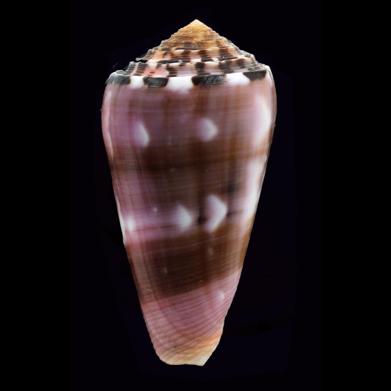 gauguini 67,0mm