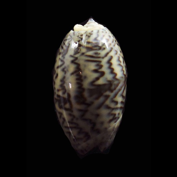 bulbosa 37,0mm