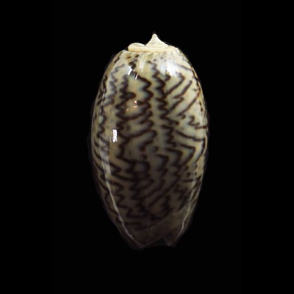 bulbosa 36,0mm