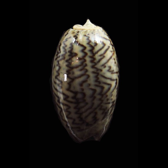 bulbosa 36,0mm