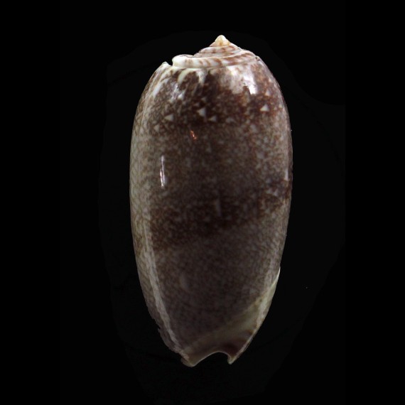 reticulata 46,0mm