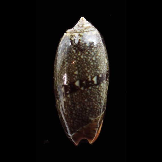 reticulata azona 44,0mm