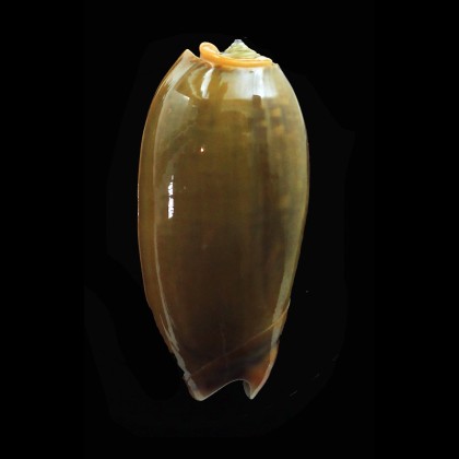 vidua aurata 49,0mm