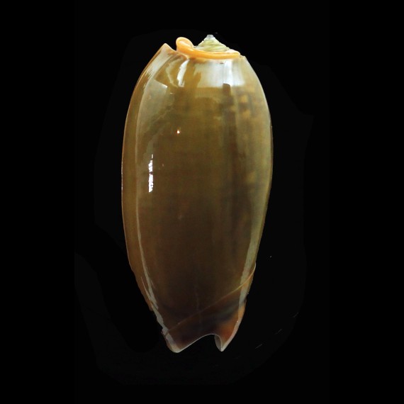 vidua aurata 49,0mm