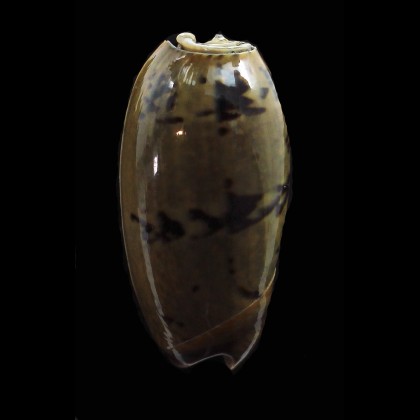 vidua fulminans 46,0mm