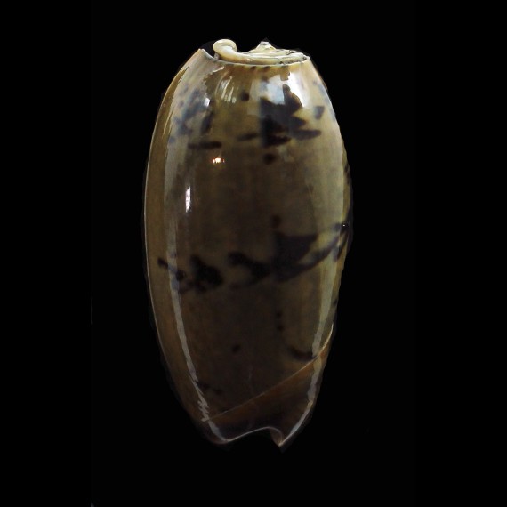 vidua fulminans 46,0mm
