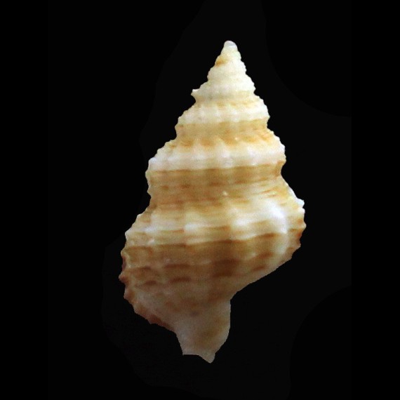 problematica 20,0mm RARE