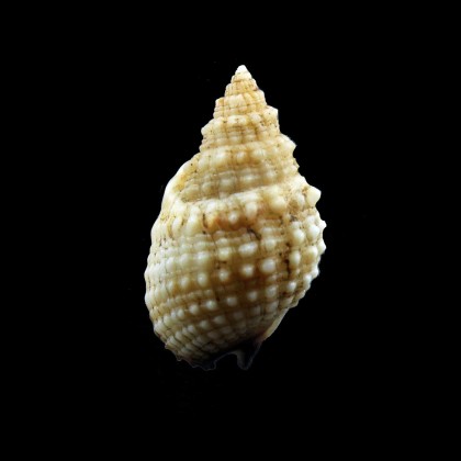 troendleorum 22,8mm UNCOMMON