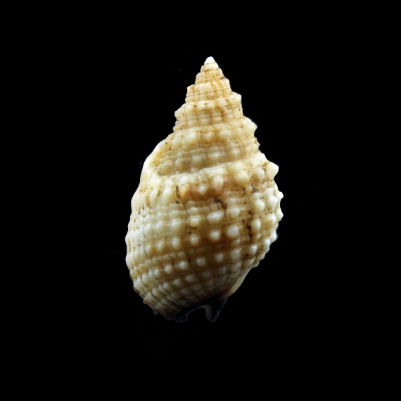 troendleorum 22,8mm UNCOMMON