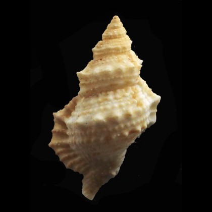 fijiensis 53,0mm RARE