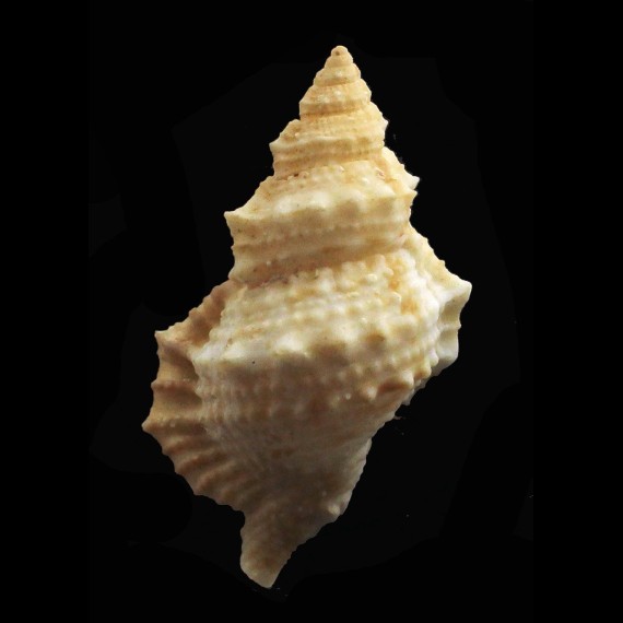 fijiensis 53,0mm RARE
