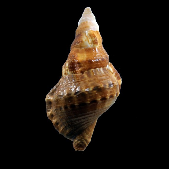 bardeyi 73,4mm
