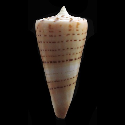 monile 60,7mm