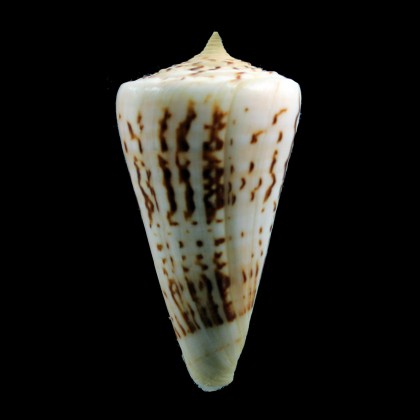 monile 71,0mm