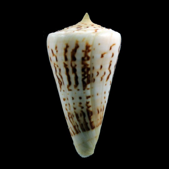 monile 71,0mm
