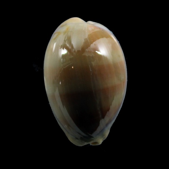 carneola crassa 51,4mm